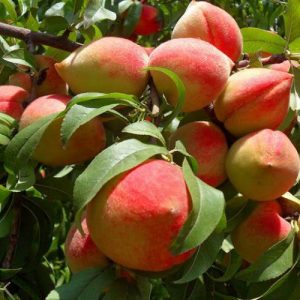 fruit-orchard-usmanjaved